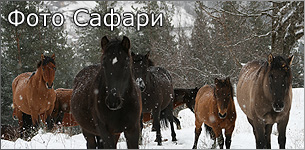 Фото сафари